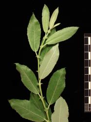 Salix basaltica. Young leaves with stipules.
 Image: D. Glenny © Landcare Research 2020 CC BY 4.0
